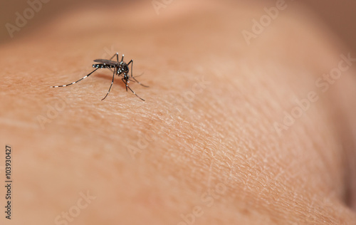 Aedes mosquito have noticeable white and black on their body and legs © lirtlon