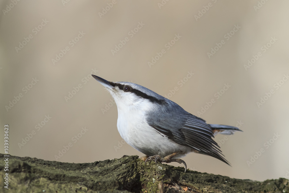 Naklejka premium bird grey nuthatch 