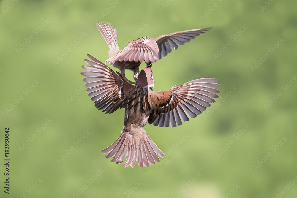 Obraz premium two birds fly Sparrow spread its wings