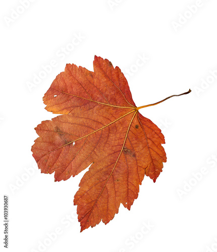 Orange dry leaf tree