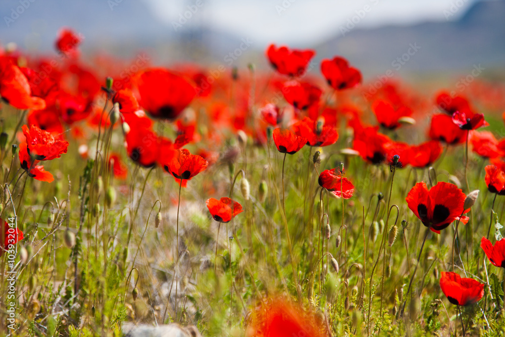 Fototapeta premium Red poppy field scene