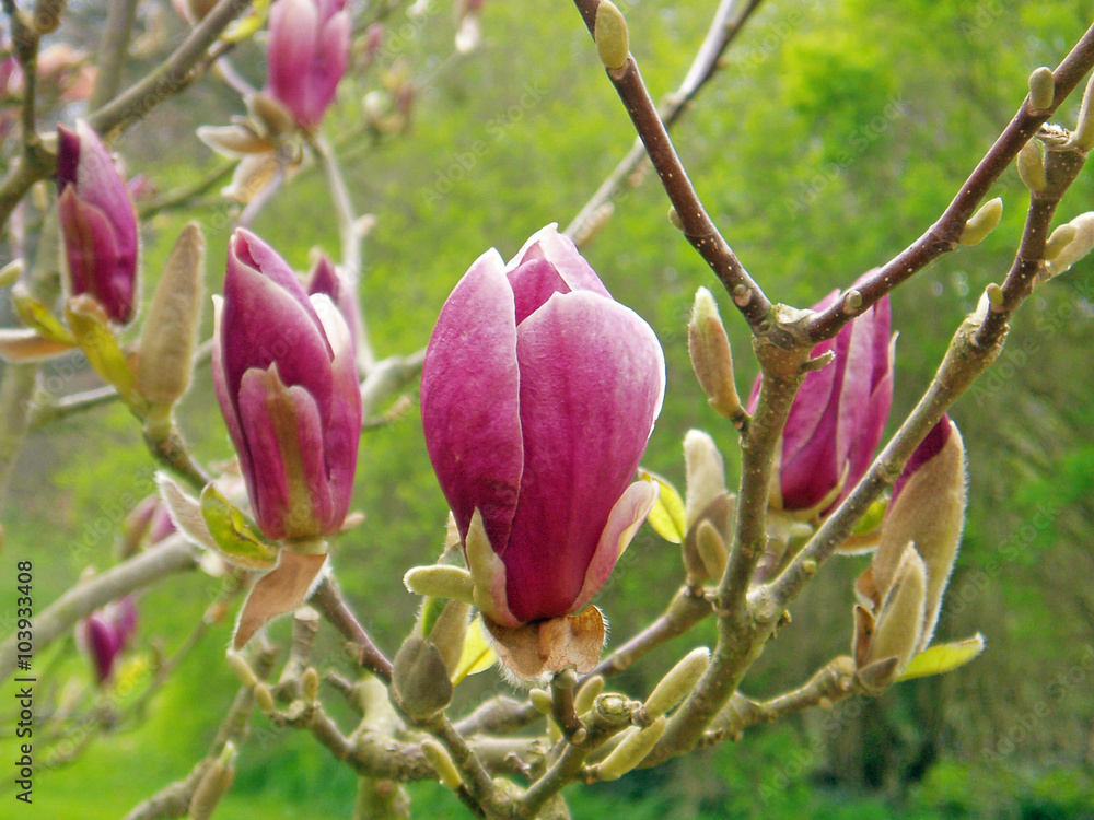 Fototapeta premium ungeöffnete Magnolienblüte