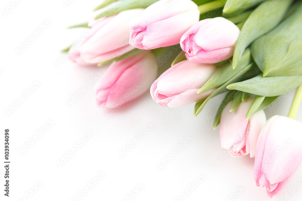 Pale pink tulips on white background
