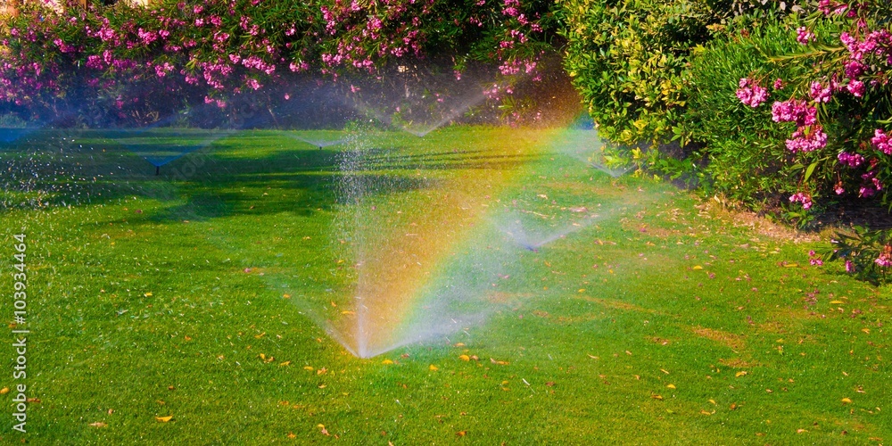 watering  sprinkler  lawn - obrazy, fototapety, plakaty 