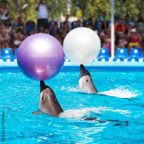 Two dolphins playing  in dolphinarium