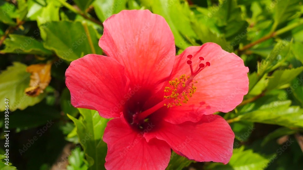 ibiscus en macro ibiscus en macro