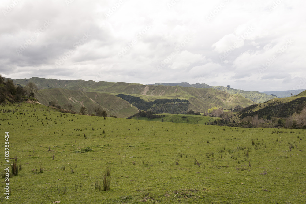 Colinas y pastos verdes. Isla Norte de Nueva Zelanda Colinas y pastos verdes. Isla Norte de Nueva Zelanda