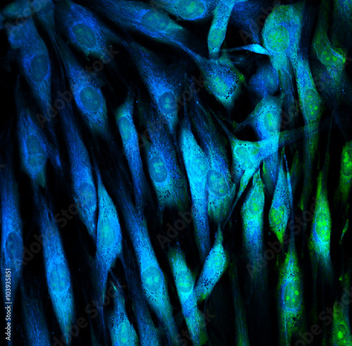 Real fluorescence microscopic view of human skin cells