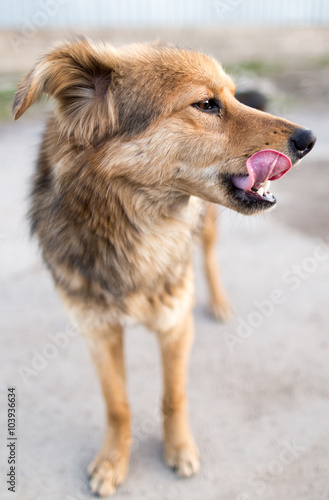 Portrait of a dog on the nature © schankz