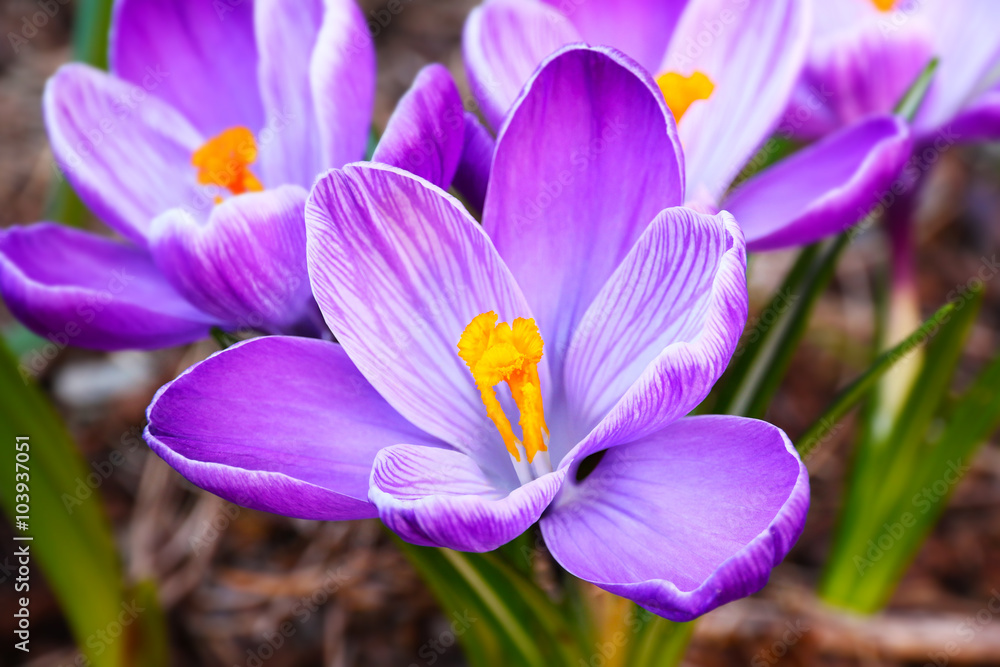 Group of crocus flower Crocus longiflorus Bouquet of purple crocuses Group of crocus flower Crocus longiflorus Bouquet of purple crocuses