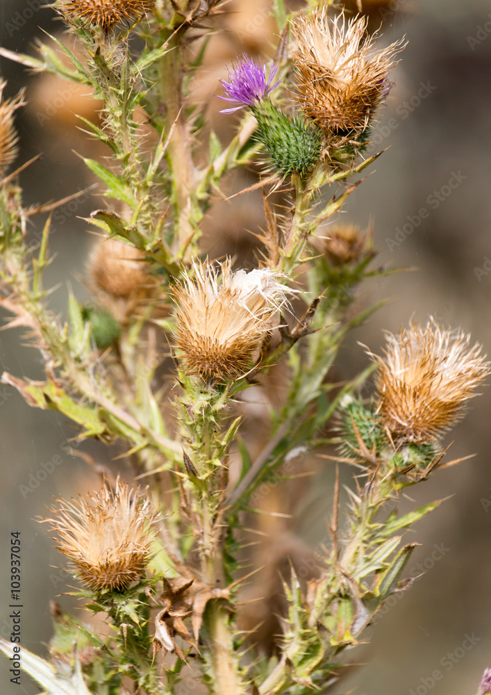 prickly plant with needles in nature prickly plant with needles in nature