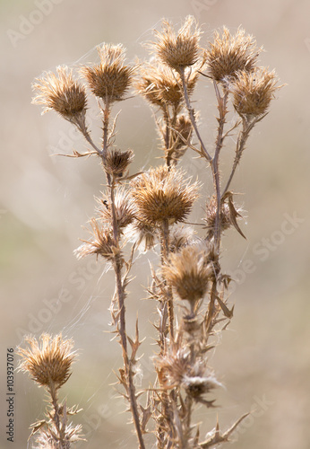 prickly plant with needles in nature