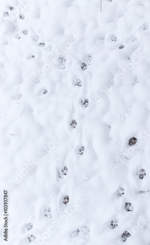 Dog footprints in the snow