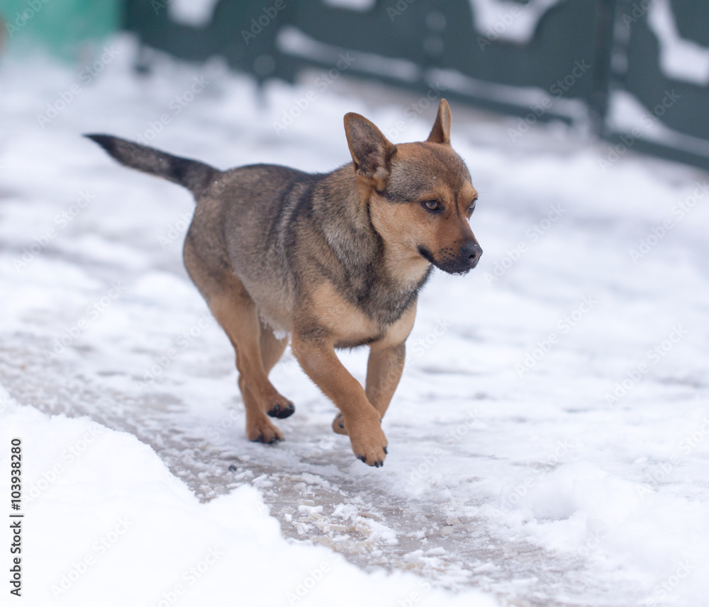 dog running outdoors in winter dog running outdoors in winter