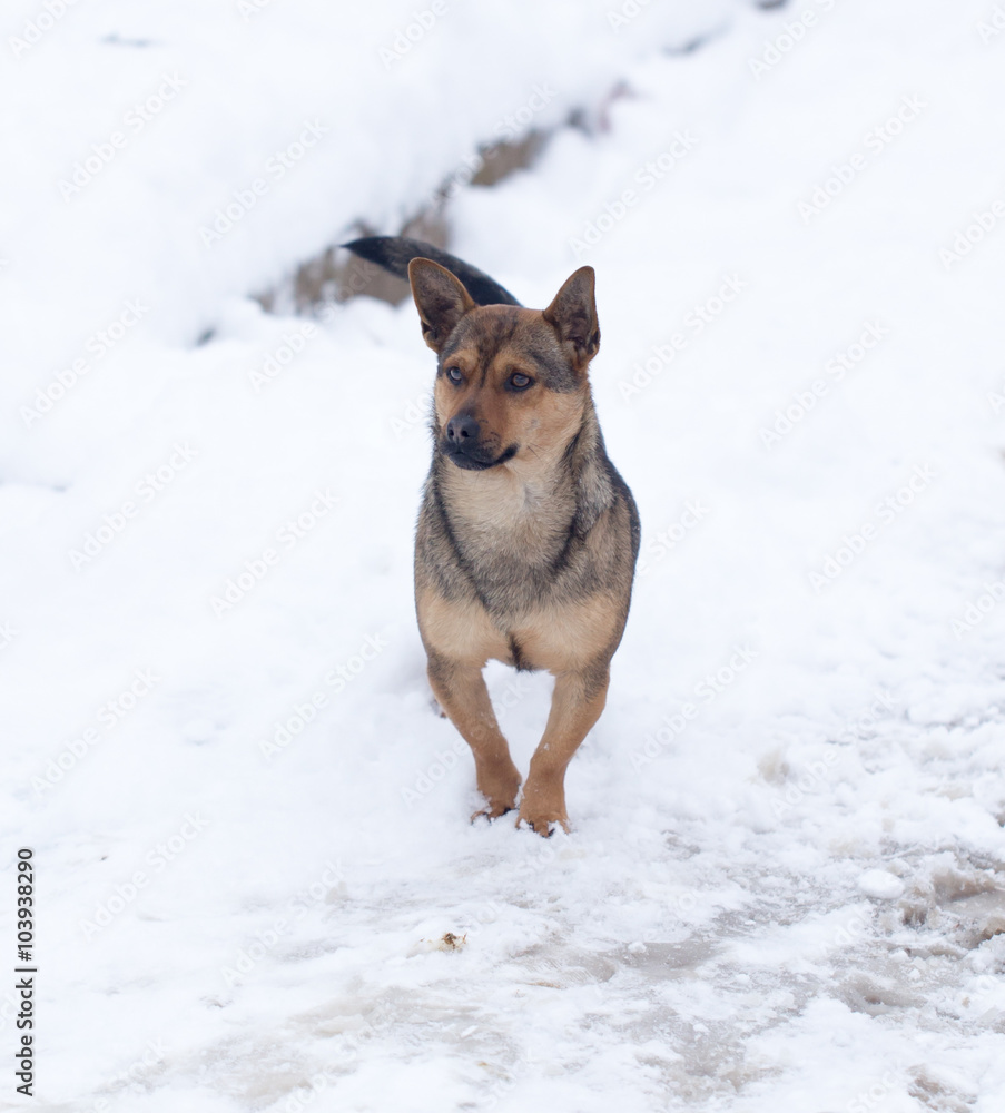 dog running outdoors in winter dog running outdoors in winter