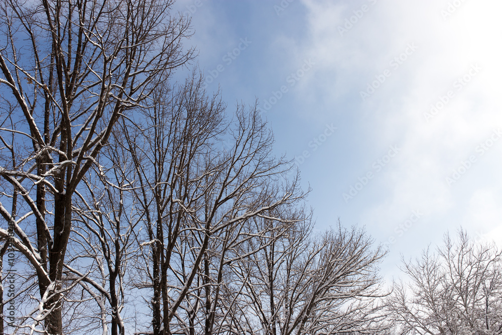 Snow on the tree against the blue sky Snow on the tree against the blue sky