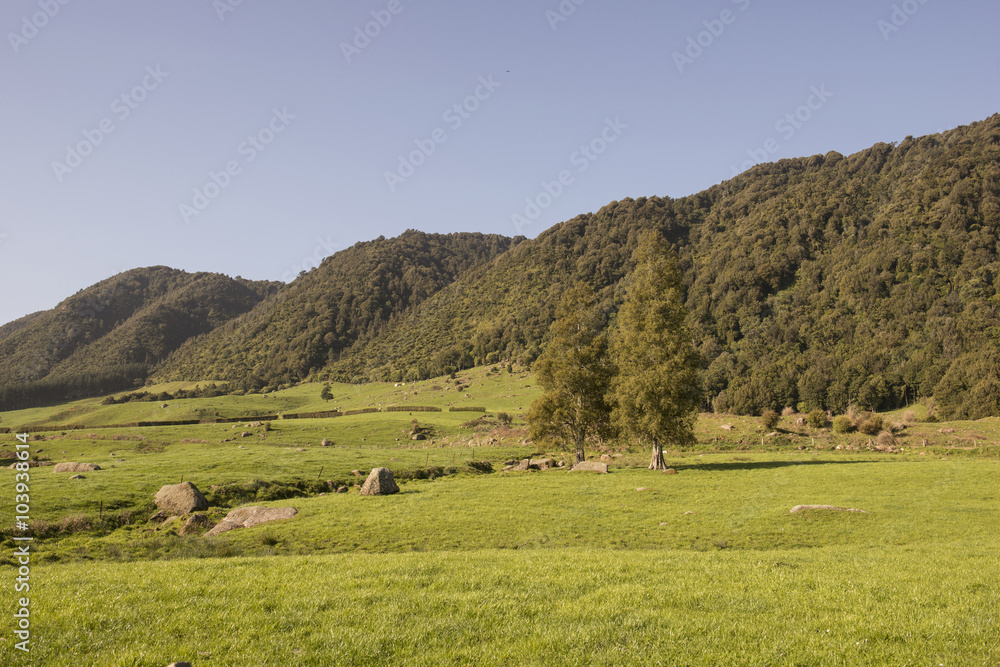 Colinas con pastos verdes y ovejas en la Isla Norte de Nueva Zelanda.