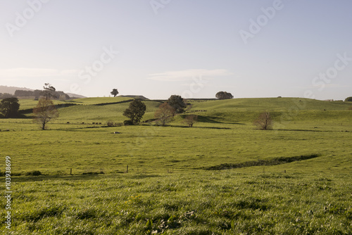 Colinas con pastos verdes y ovejas en la Isla Norte de Nueva Zelanda.