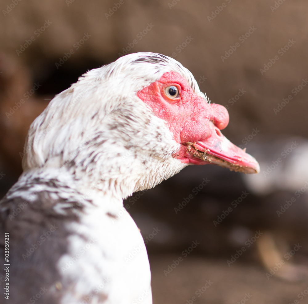 Naklejka premium Goose on the farm, Camping