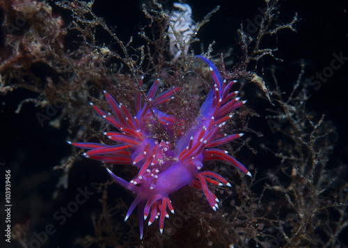 purple invertebrate © veliferum
