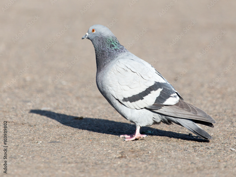 Fototapeta premium portrait of pigeon on nature