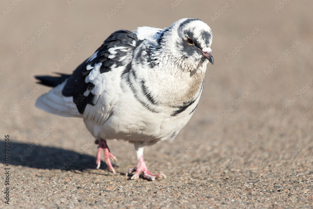 Obraz premium portrait of pigeon on nature