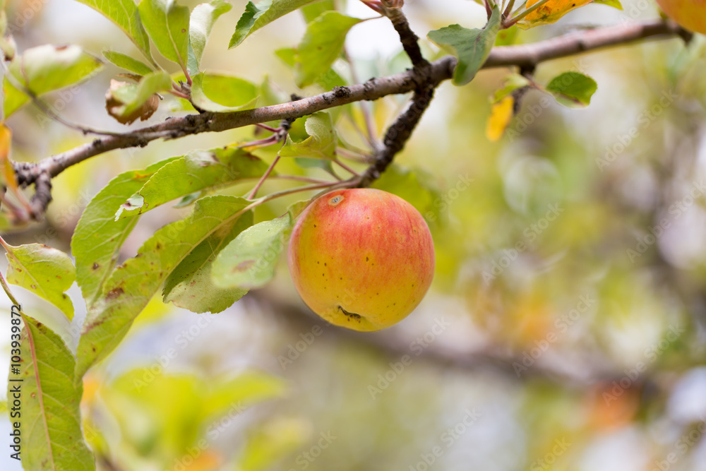 red apple on the tree in nature red apple on the tree in nature