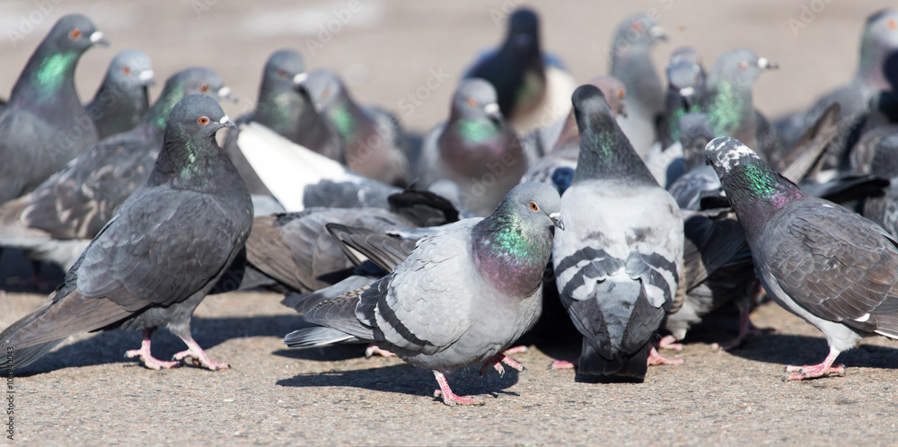 a flock of pigeons in the city a flock of pigeons in the city