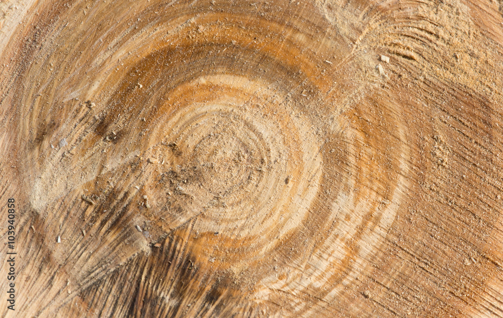 Naklejka premium old tree stump texture background