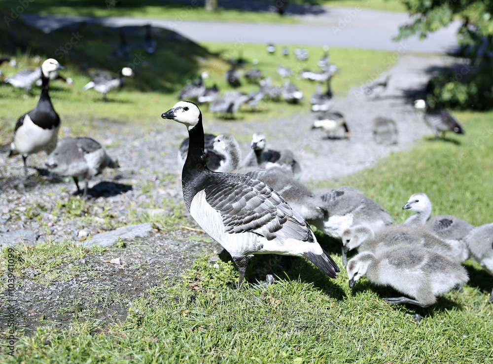 Family of geese with many of small gray chicks