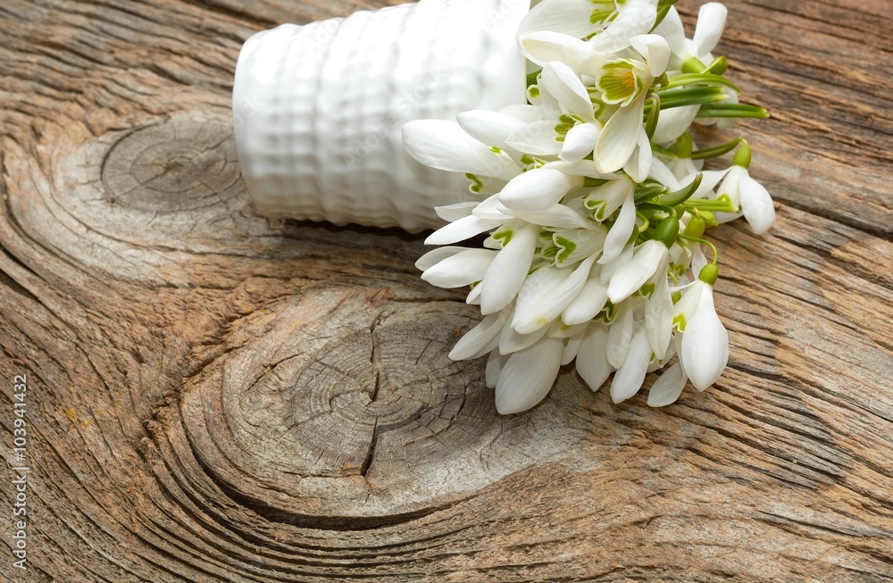 Naklejka premium snowdrops bunch