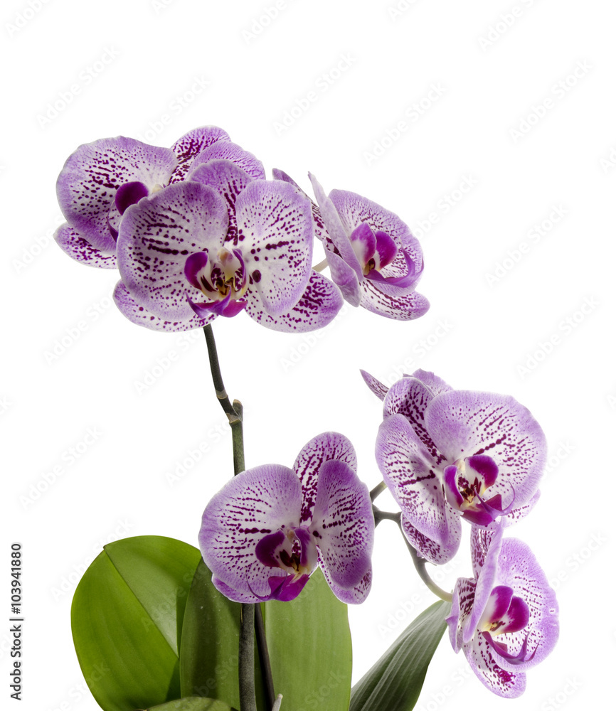 Fototapeta premium orchid flowers