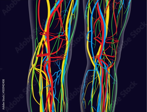 Medically accurate vector illustration of knees and legs, includes nervous system, veins, arteries, heart, etc.