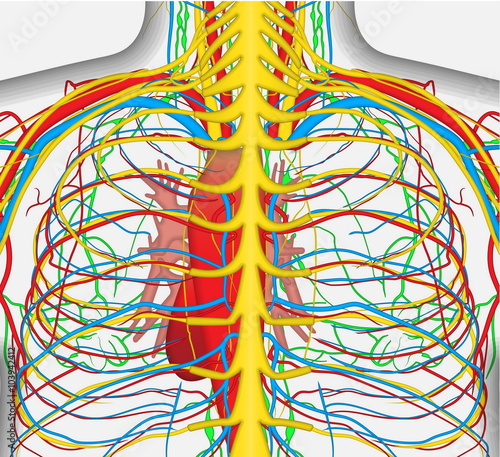 Medically accurate vector illustration of human back chest, includes nervous system, veins, arteries, heart, etc.