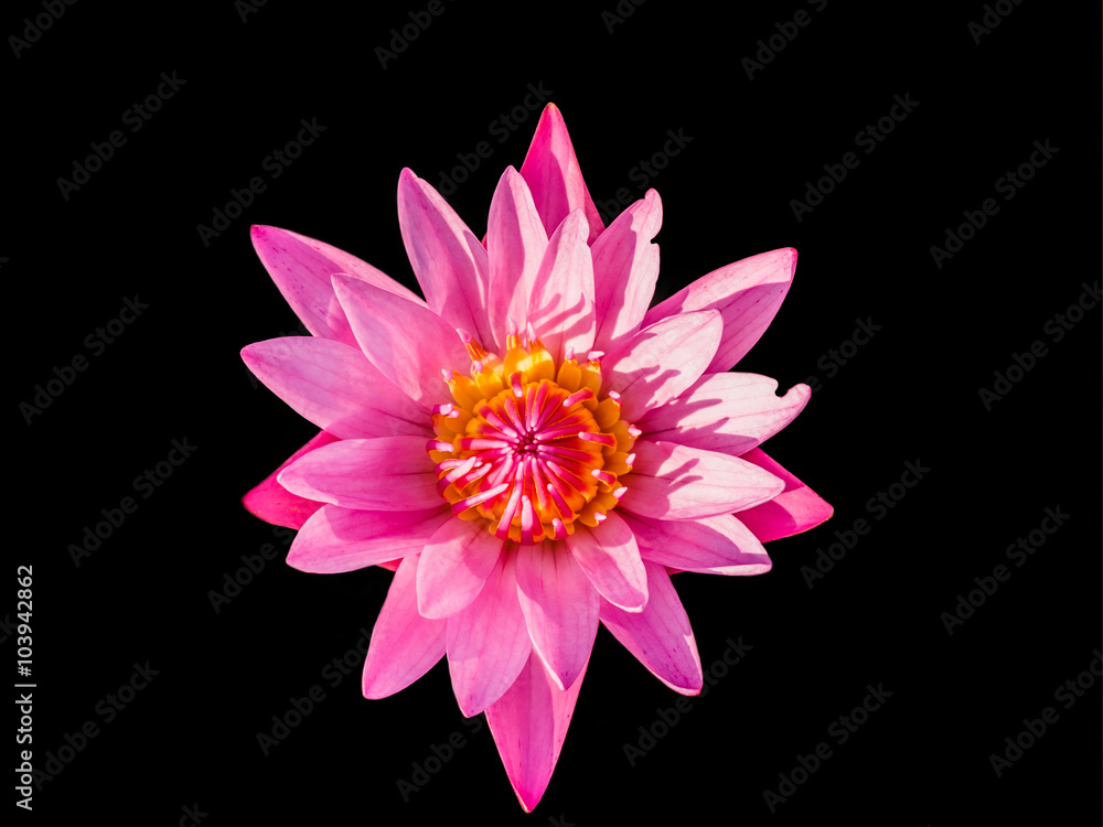 Obraz premium Lotus or waterlily
