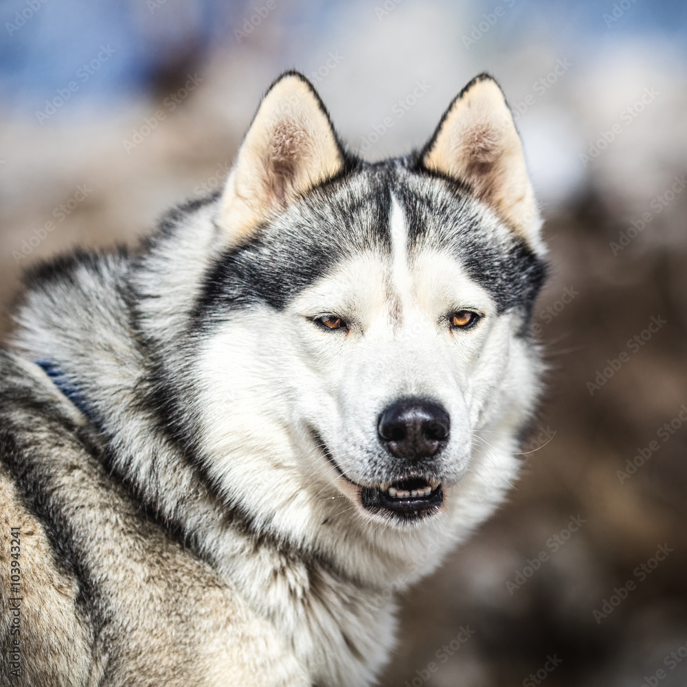 Portrait of a sled dog, Husky dog