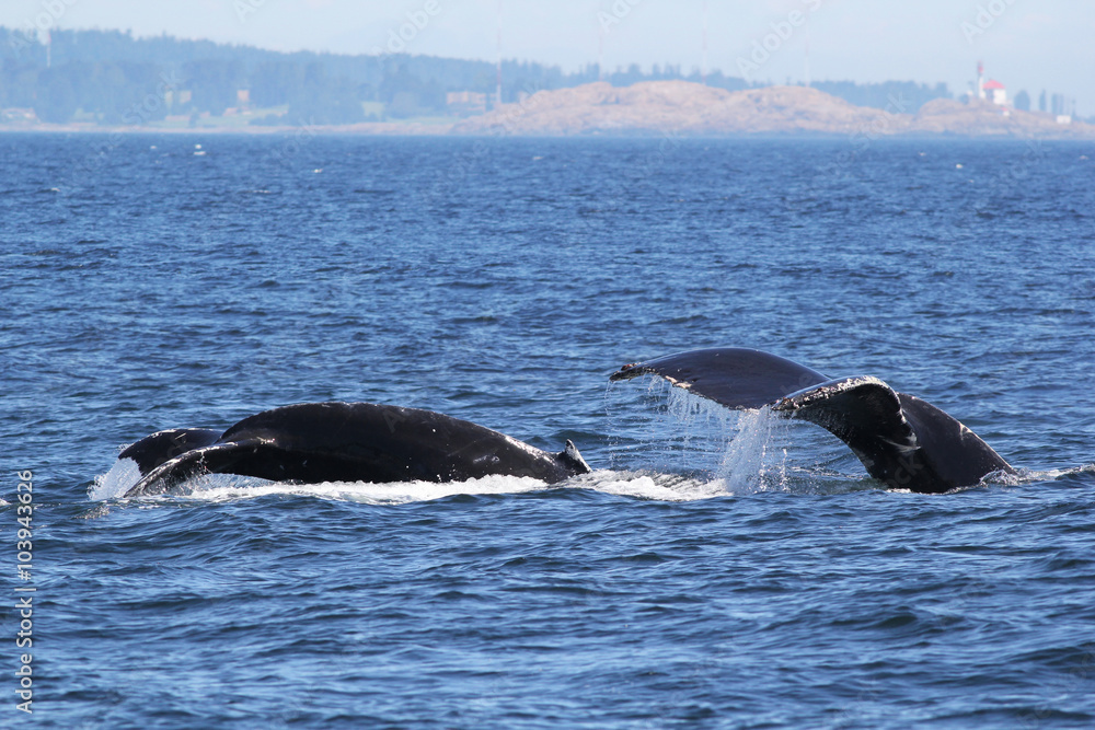 Mom and Baby Humpback Whales Diving