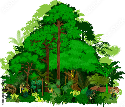 Rainforest vector illustration. Vector Green Tropical Forest jungle 
