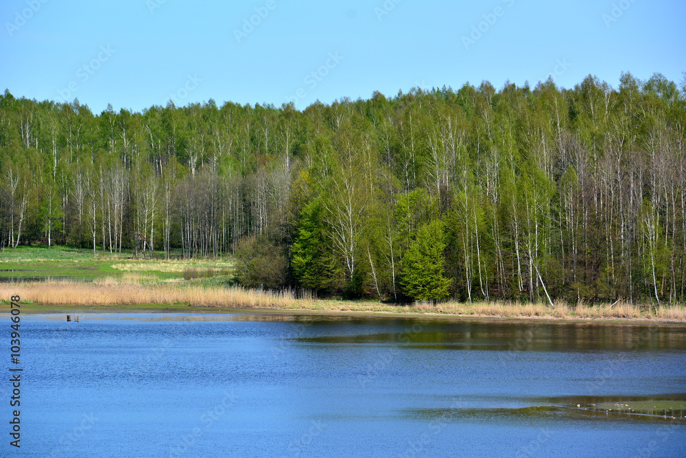 Sunny and green landscape with lake