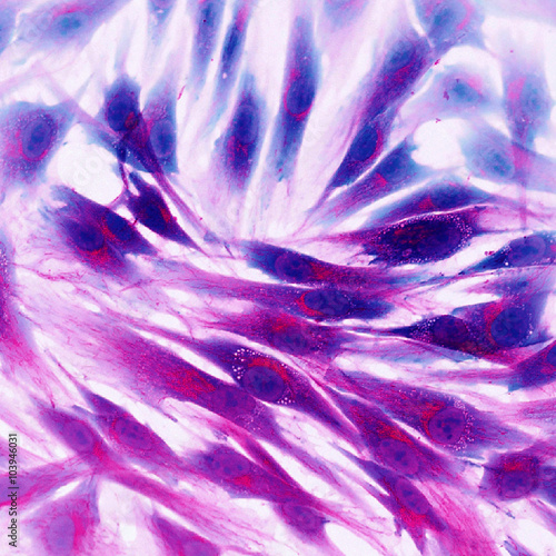 Real fluorescence microscopic view of human skin cells