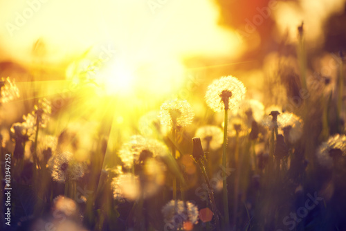 Fototapeta Naklejka Na Ścianę i Meble -  Spring dandelion field over sunset background