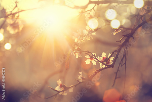 Beautiful nature scene with blooming tree and sun flare © Subbotina Anna
