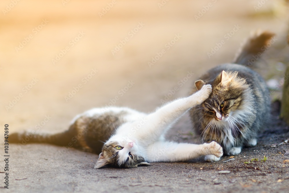 Fototapeta premium Two playful cats on spring