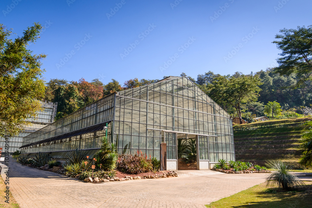 Green house , young plants growing in a very large plant nursery