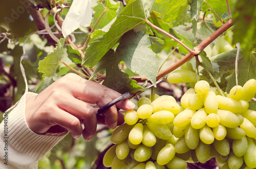 Hand cutting ripe white grapes fruit