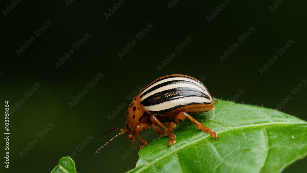 4K False Potato Beetle (Leptinotarsa juncta) 3 4K False Potato Beetle (Leptinotarsa juncta) 3