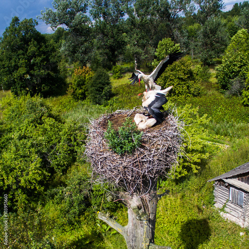 Stork's nest