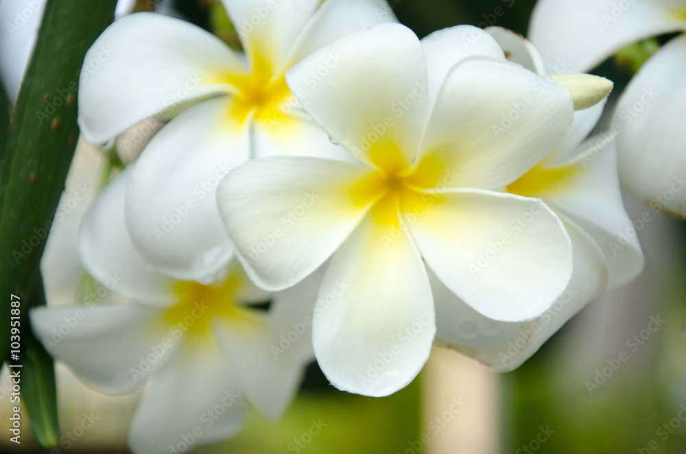 Fototapeta premium group of yellow white flowers of Frangipani, Plumeria, with nat