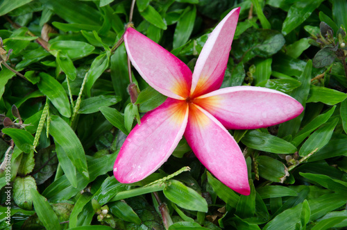 Wallpaper Mural The beautiful pink Plumeria flower on the grass Torontodigital.ca