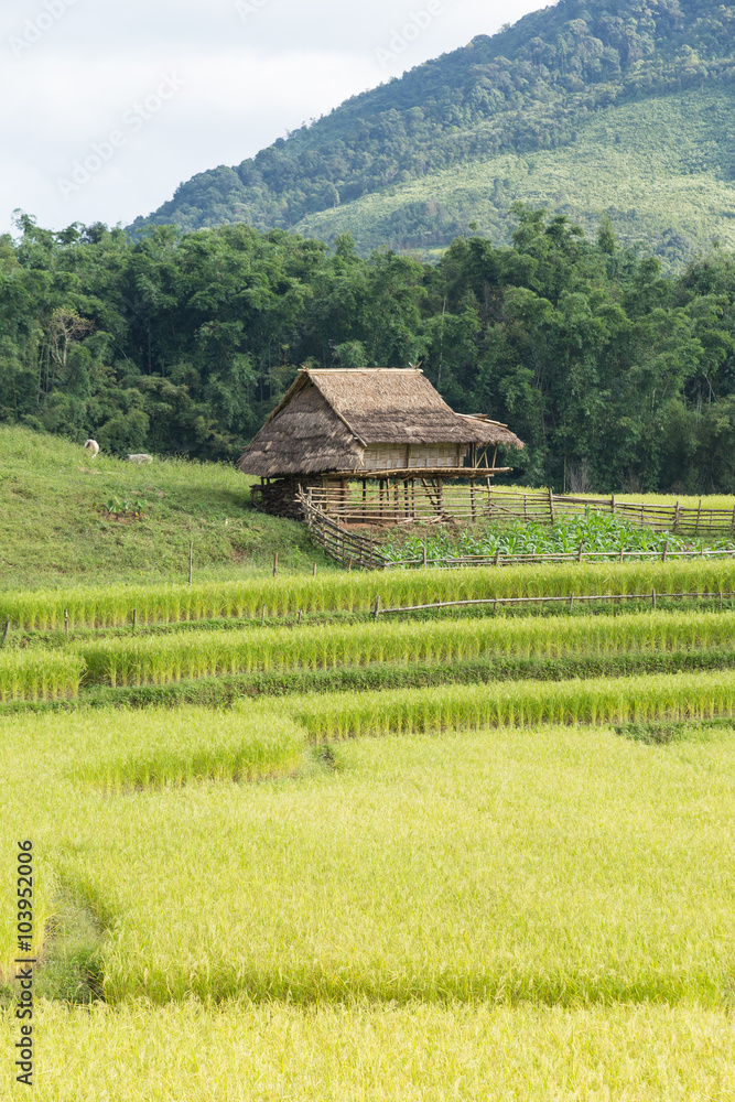 house is in the rice fields. house is in the rice fields.